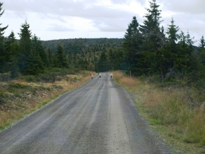Always sheeps on the Road - Hafjell (Hochebene)