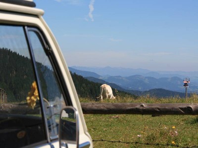 Kuh ohne Sinn für Oldtimer