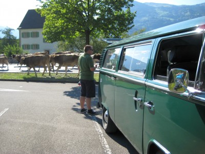 Almabtrieb auf dem Heimweg