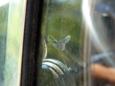 Libelle am Ausstellfenster