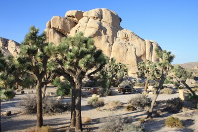 Joshua Tree Nationalpark