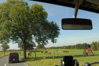 Pferde auf und neben der Strasse.