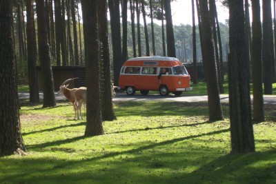 der Adventure-Camper bei den Antilopen