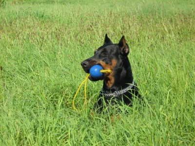 shira1 007kl.jpg