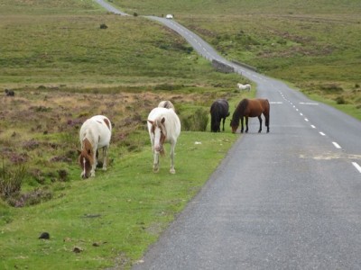 nicht ungefährlich die wilden Ponys im Dartmoor...