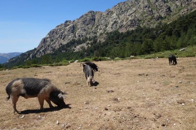 halbwilde Hausschweine- typisch Korsika