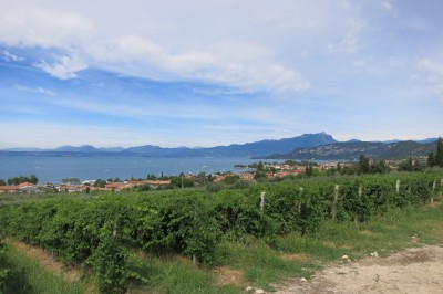 Weinberg am See