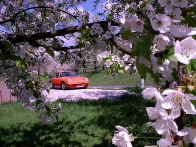 blüte 1 web.jpg