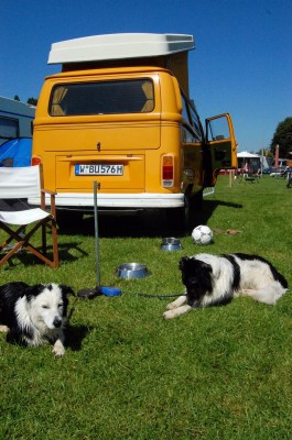 Hunde noch nass vom Schwimmen vorm Bulli