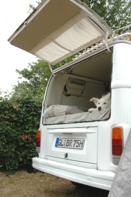 in Zeeland - Oranjezoooon
