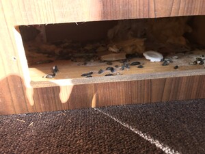 Nest.JPG