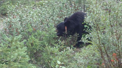 Ein Blackbear in den Rockies