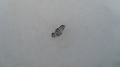 SL376620.JPG