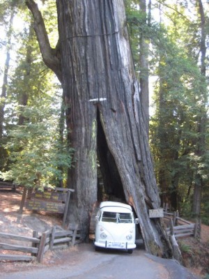 und die ersten touren durch californien